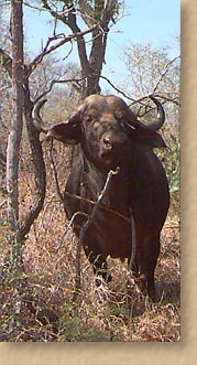 Buffalo